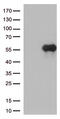 Hepatitis A Virus Cellular Receptor 2 antibody, TA812573, Origene, Western Blot image 
