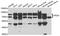 Peroxisomal targeting signal 1 receptor antibody, TA332912, Origene, Western Blot image 