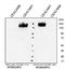 Carcinoembryonic antigen-related cell adhesion molecule 1 antibody, AP26024PU-N, Origene, Western Blot image 
