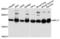 Ribosomal Protein L17 antibody, LS-C334398, Lifespan Biosciences, Western Blot image 