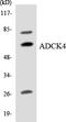Uncharacterized aarF domain-containing protein kinase 4 antibody, LS-B11450, Lifespan Biosciences, Western Blot image 