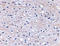 Hyaluronan And Proteoglycan Link Protein 2 antibody, LS-C53269, Lifespan Biosciences, Immunohistochemistry frozen image 