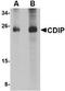 Cell Death Inducing P53 Target 1 antibody, NBP1-76993, Novus Biologicals, Western Blot image 