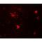 Zinc finger protein DPF3 antibody, LS-C201152, Lifespan Biosciences, Immunofluorescence image 