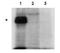PBIP1 antibody, orb86563, Biorbyt, Western Blot image 