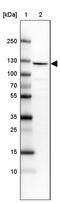 RNA-binding protein 25 antibody, PA5-51798, Invitrogen Antibodies, Western Blot image 