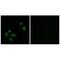 MPC1 antibody, A07721, Boster Biological Technology, Immunofluorescence image 