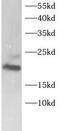 Mitochondrial Ribosomal Protein L58 antibody, FNab10717, FineTest, Western Blot image 