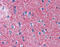 GLT-1 antibody, ARP33841_P050, Aviva Systems Biology, Immunohistochemistry paraffin image 