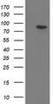 Gephyrin antibody, TA502248, Origene, Western Blot image 