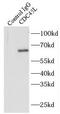 Cell Division Cycle 45 antibody, FNab01534, FineTest, Immunoprecipitation image 