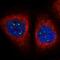 Mediator Complex Subunit 19 antibody, HPA040860, Atlas Antibodies, Immunofluorescence image 