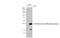 Influenza virus antibody, GTX127356, GeneTex, Western Blot image 