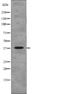 Nuclear distribution protein nudE-like 1 antibody, abx217078, Abbexa, Western Blot image 