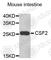 Colony Stimulating Factor 2 antibody, A6127, ABclonal Technology, Western Blot image 