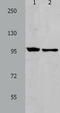Nuclear factor NF-kappa-B p100 subunit antibody, TA323313, Origene, Western Blot image 