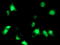 NudE Neurodevelopment Protein 1 Like 1 antibody, TA503204, Origene, Immunofluorescence image 