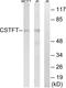 Cleavage Stimulation Factor Subunit 2 Tau Variant antibody, A30618, Boster Biological Technology, Western Blot image 
