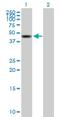 Zinc Finger MYND-Type Containing 10 antibody, H00051364-B01P, Novus Biologicals, Western Blot image 