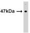 Histone-lysine N-methyltransferase SUV39H1 antibody, ADI-905-695-100, Enzo Life Sciences, Western Blot image 