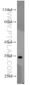 Mitochondrial Ribosomal Protein L19 antibody, 18339-1-AP, Proteintech Group, Western Blot image 