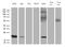 Mitochondrial Ribosomal Protein L48 antibody, LS-C798854, Lifespan Biosciences, Western Blot image 