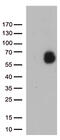 Glypican-1 antibody, TA812439S, Origene, Western Blot image 