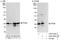 Transcription Factor A, Mitochondrial antibody, A303-226A, Bethyl Labs, Western Blot image 