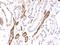 Complement C4A (Rodgers Blood Group) antibody, M01095, Boster Biological Technology, Immunohistochemistry paraffin image 