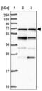 Nuclear Receptor Coactivator 5 antibody, NBP2-47361, Novus Biologicals, Western Blot image 