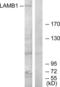 Laminin Subunit Beta 1 antibody, LS-B7061, Lifespan Biosciences, Western Blot image 