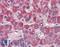 Nipsnap Homolog 3A antibody, LS-B3864, Lifespan Biosciences, Immunohistochemistry frozen image 