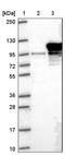 RRP6 antibody, NBP1-82447, Novus Biologicals, Western Blot image 