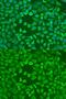 Centrosomin antibody, GTX32578, GeneTex, Immunofluorescence image 