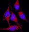 Peroxiredoxin 3 antibody, MAB7504, R&D Systems, Immunofluorescence image 