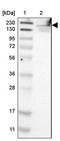 WAFL antibody, PA5-52495, Invitrogen Antibodies, Western Blot image 