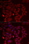 Adenylosuccinate synthetase isozyme 2 antibody, 22-278, ProSci, Immunofluorescence image 