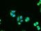 Adenylate kinase isoenzyme 1 antibody, NBP1-47655, Novus Biologicals, Immunocytochemistry image 