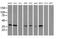 UBX Domain Protein 2B antibody, MA5-25432, Invitrogen Antibodies, Western Blot image 