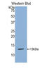 S100 Calcium Binding Protein A13 antibody, LS-C299097, Lifespan Biosciences, Western Blot image 