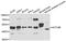 Actin-like protein 6B antibody, orb247810, Biorbyt, Western Blot image 