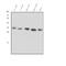 Lysyl Oxidase antibody, PB9718, Boster Biological Technology, Western Blot image 