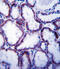 Solute carrier family 22 member 1 antibody, abx027700, Abbexa, Immunohistochemistry frozen image 
