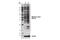 Malonyl-Lysine antibody, 14942S, Cell Signaling Technology, Western Blot image 