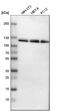 Ubiquitin Like Modifier Activating Enzyme 1 antibody, HPA000289, Atlas Antibodies, Western Blot image 