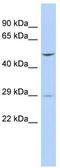 Uncharacterized protein FLJ40504 antibody, TA331404, Origene, Western Blot image 