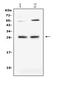 TNF Superfamily Member 14 antibody, A03516-1, Boster Biological Technology, Western Blot image 