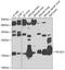 Neurocalcin Delta antibody, GTX65899, GeneTex, Western Blot image 