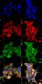 Dibromotyrosine antibody, MA5-27565, Invitrogen Antibodies, Immunofluorescence image 