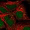 Zinc Finger Protein 266 antibody, HPA026836, Atlas Antibodies, Immunocytochemistry image 